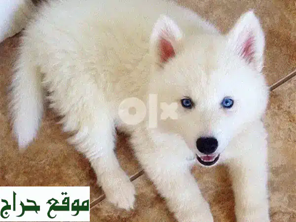 هاسكي أزرق العينين أبيض ناصع - جرو ساحر ينتظرك!