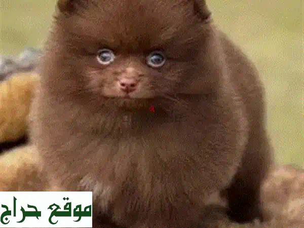 كلب تيدي بودل أحمر مستورد عمره شهرين - رفيقك الجديد!