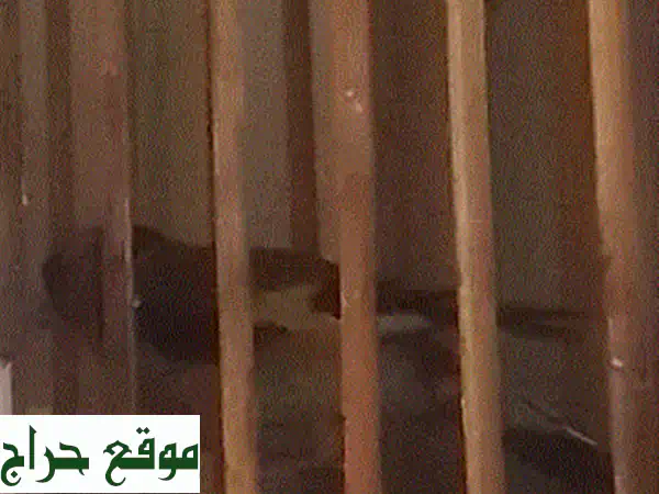 دكر تشريني: حسونٌ جميلٌ، رفيقٌ رائعٌ!