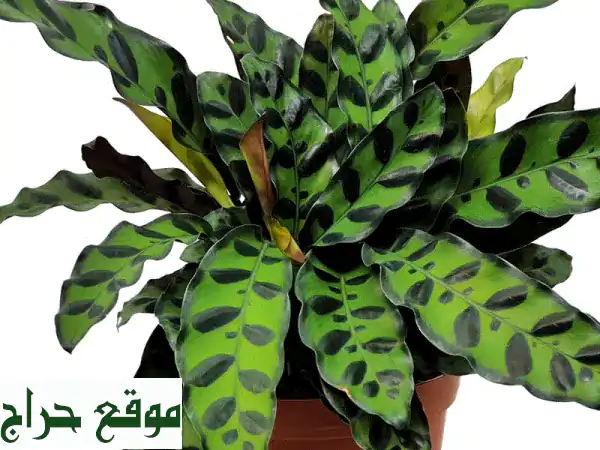 كالاتيا لانسيفوليا (أفعى الرأس): نبات منزلي ساحر...