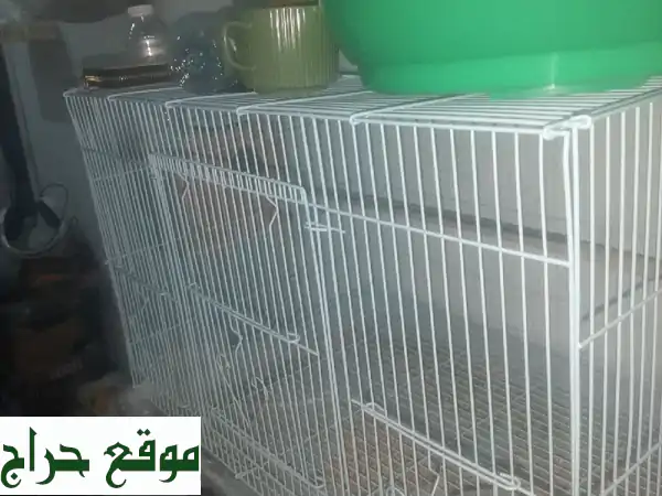 جوز عصافير روز: قفص فاخر + بياضة + سقاية -  سعادة ريشية...