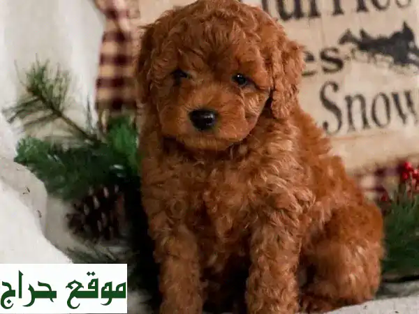 كلب تيدي بودل أحمر مستورد عمره شهرين - رفيقك الجديد!