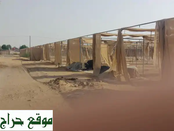 فرصة ذهبية! نصف مزرعة (بيبّات فقط) للبيع بـ 50,000...