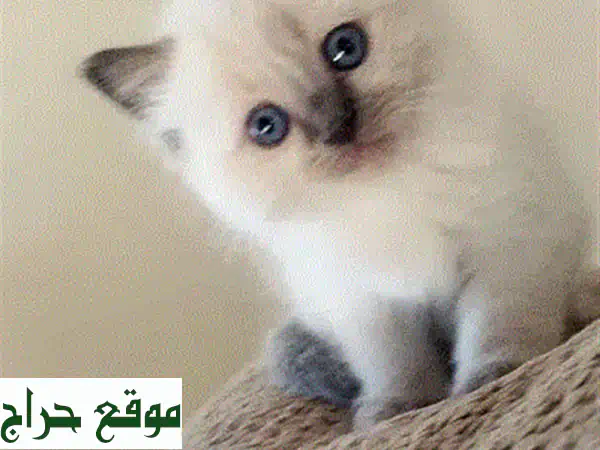 قطة هيمالايا ذات عيون زرقاء ساحرة تبحث عن بيت دافئ!