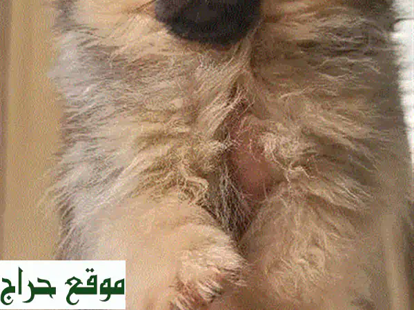كلب بوميرانيان صغير - ذكر -  ٤.٥ شهور -  برتقالي اللون...