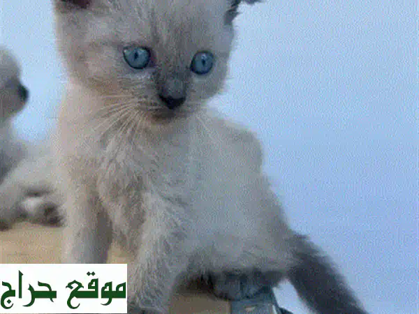 قطة هيمالايا ذات عيون زرقاء ساحرة تبحث عن بيت دافئ!