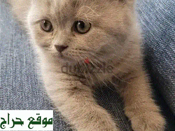 قطط بريتش شورت هير: رفقاء رائعين ينتظرونك في جديدة!