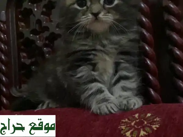 قطط صغيرة رقيقة تبحث عن بيت دافئ ❤️ (شهرين فقط!)