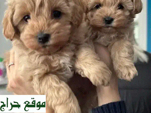 جرو مالطيز (مال-تيبو) ذكر، عمر شهرين، سلالة نقية - انضم لعائلتك!