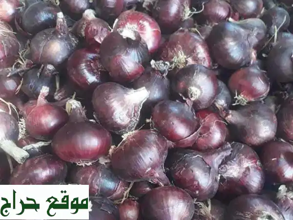 بصل مصري عالي الجودة - توريدات جملة للمولات والأسواق الكبرى في الإمارات والخليج