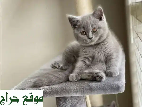 قطط بريتش شورت هير: رفقاء رائعين ينتظرونك في جديدة!