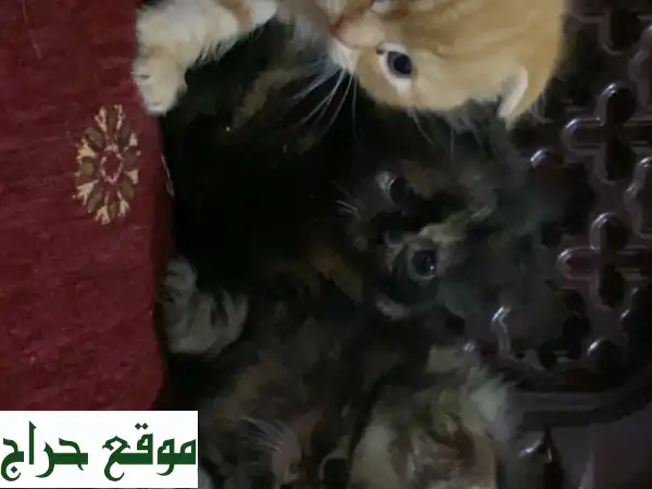 قطط صغيرة رقيقة تبحث عن بيت دافئ ❤️ (شهرين فقط!)