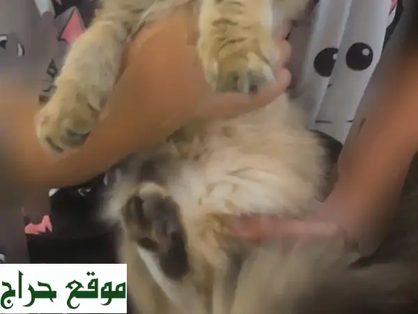 قطة سكوتش فولد شعر طويل نادرة - ذهبية اللون (NY11) - فرصة ذهبية!