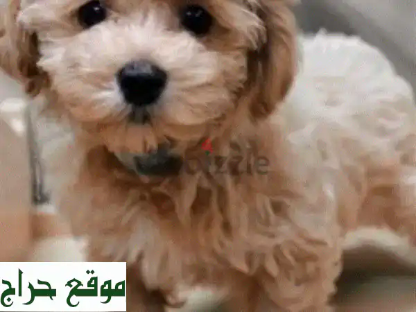 جرو مالطيز (مال-تيبو) ذكر، عمر شهرين، سلالة نقية -...