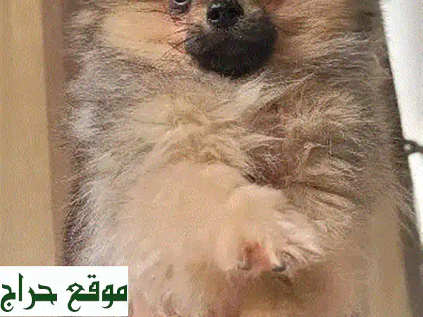 كلب بوميرانيان صغير - ذكر -  ٤.٥ شهور -  برتقالي اللون - مُدرب و مُلقّح!