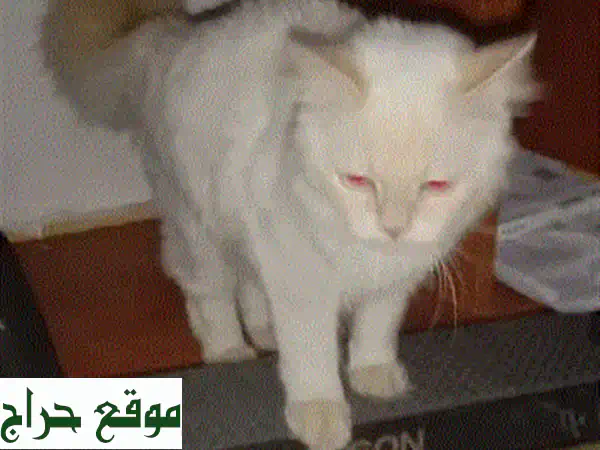 قطة فارسية صغيرة جداً، مرحة و نظيفة!  😻