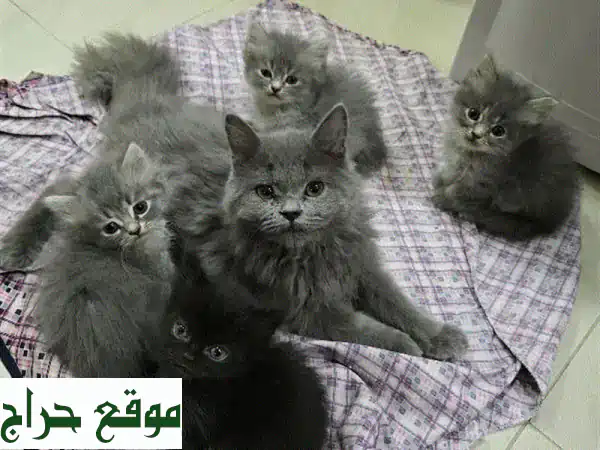 قطة فارسية صغيرة جداً، مرحة و نظيفة!  😻