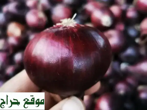 بصل مصري عالي الجودة - توريدات جملة للمولات...
