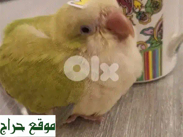 هام! فقدان حمامة في بزورية - ساعدونا في إيجادها!