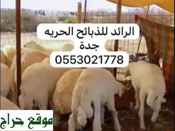 الرائد للذبايح: لحوم حلال طازجة في جدة الحمدانية - توصيل مجاني!