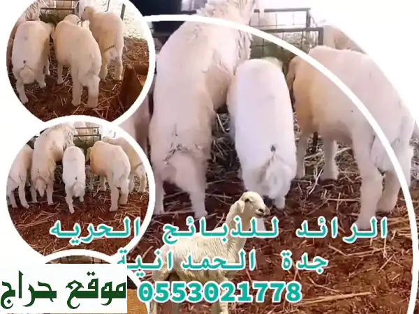 الرائد للذبايح: لحوم حلال طازجة في جدة الحمدانية...