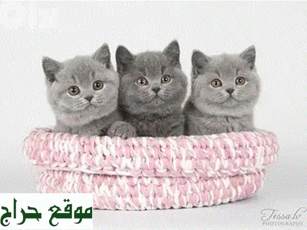قطط بريتيش شورت هير صغيرة ورائعة - متوفرة الآن! 😻