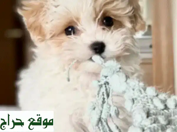 جراء ماليتيبو أنثى وذكر - عمر شهرين - رفقاء...