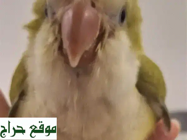 هام! فقدان حمامة في بزورية - ساعدونا في إيجادها!