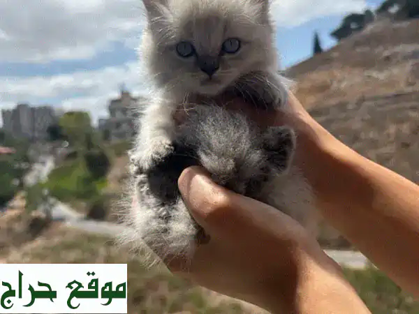 قطط نبطية تحتا صغيرة للبيع - أنثى وذكر 😻