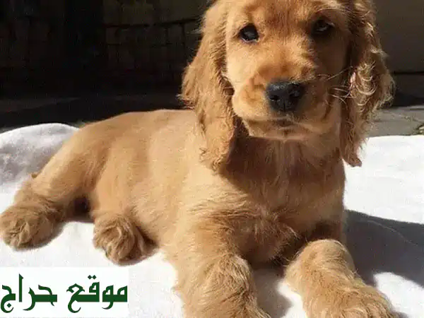 جرو كوكير سبانييل مستورد - رفيقك الصغير المُخلص!