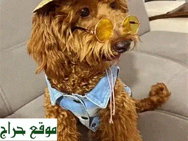 جرو توي بودل بني محمر - رفيقك الصغير ينتظرك!