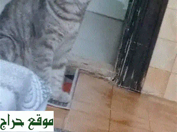 قطط نبطية تحتا صغيرة للبيع - أنثى وذكر ?