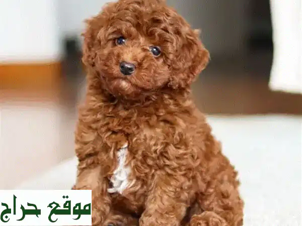 جرو توي بودل بني محمر - رفيقك الصغير ينتظرك!
