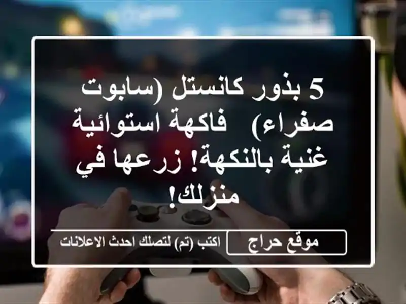 5 بذور كانستل (سابوت صفراء) - فاكهة استوائية...