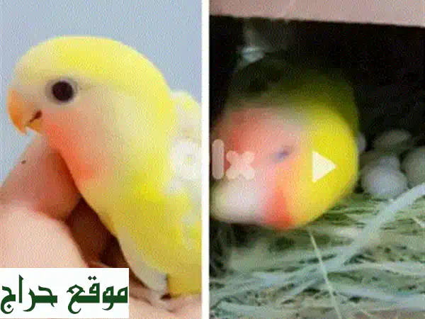 فراخ حسون ذهبية مريحة (أكثر من شهر) - ذكور فقط! - فرصة مميزة