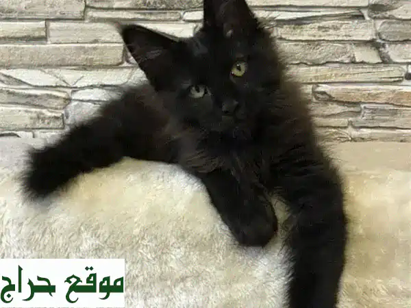 قطة مين كون سوداء رائعة - جاهزة لمنزلها الجديد!