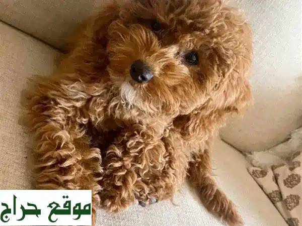 جلباب صغير من نوع لابرادول أحمر بني - سلالة...