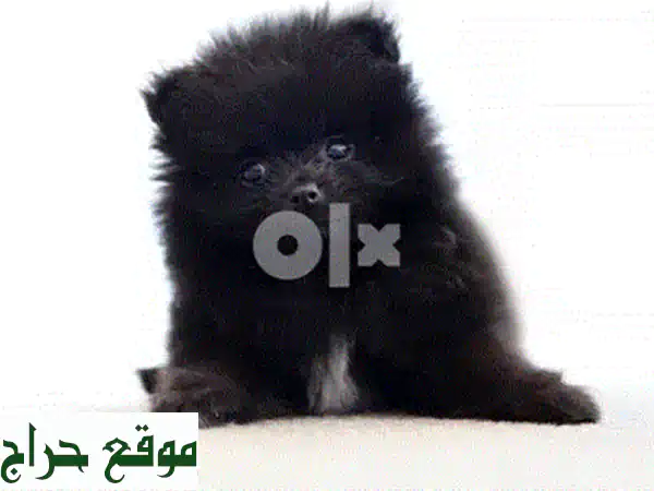 جرو بوميرانين سبيتز صغير، مُطعم ومُلقح، جاهز لمنزلك!