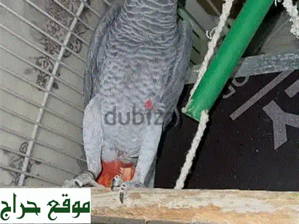 كاسكو أفريقي ذكي وودود للبيع - يتكلم! مع قفص جديد بـ 180 دينار فقط!