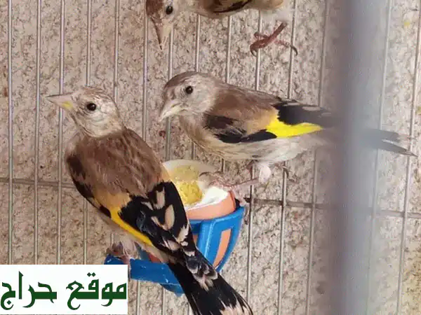 فراخ حسون ذهبية مريحة (أكثر من شهر) - ذكور فقط! -...