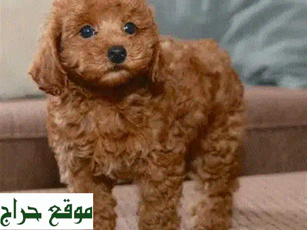 جلباب صغير من نوع لابرادول أحمر بني - سلالة نقية مستوردة! ?❤️