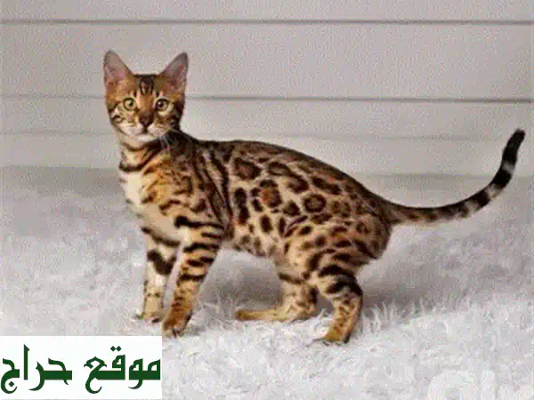 قطة مين كون سوداء رائعة - جاهزة لمنزلها الجديد!