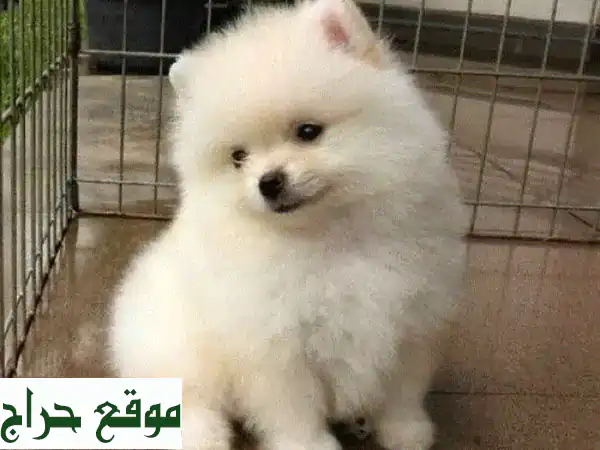 جرو بوميرانين سبيتز صغير، مُطعم ومُلقح، جاهز لمنزلك!