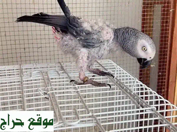 كاسكو أفريقي ذكي وودود للبيع - يتكلم! مع قفص جديد بـ...