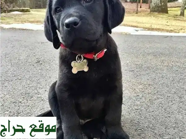 جرو لابرادور رقيق… ينتظر عائلة محبة!