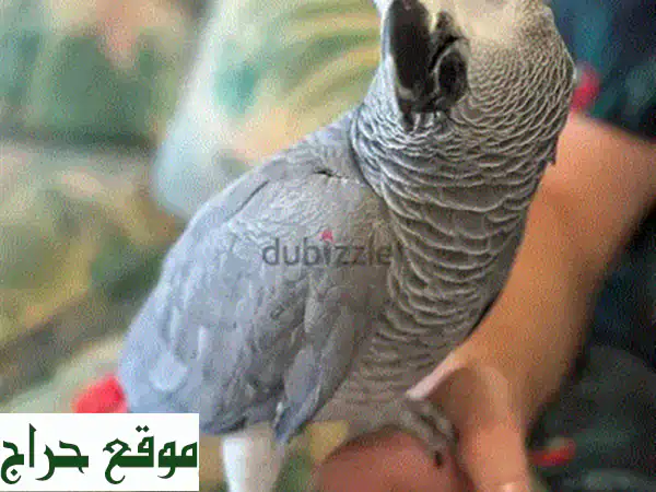 ببغاء أرا سكاريليت أحمر ناري للبيع - فرصة ذهبية!