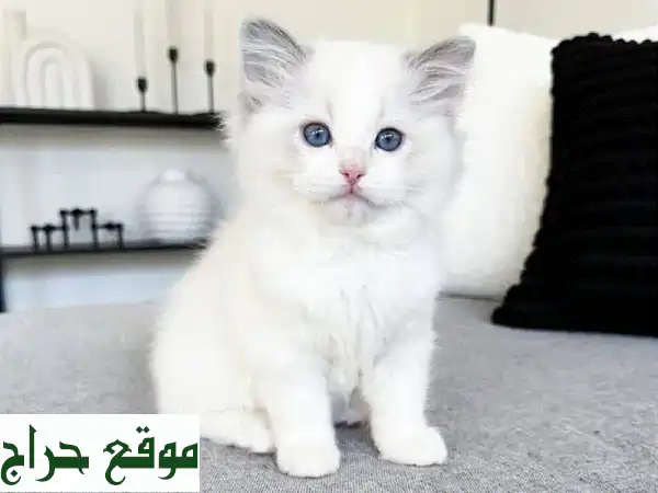 قطط راجدول صغيرة وجميلة للبيع - أنعم بحنانها!