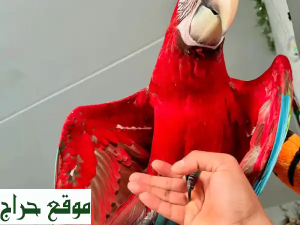ببغاء أرا سكاريليت أحمر ناري للبيع - فرصة ذهبية!