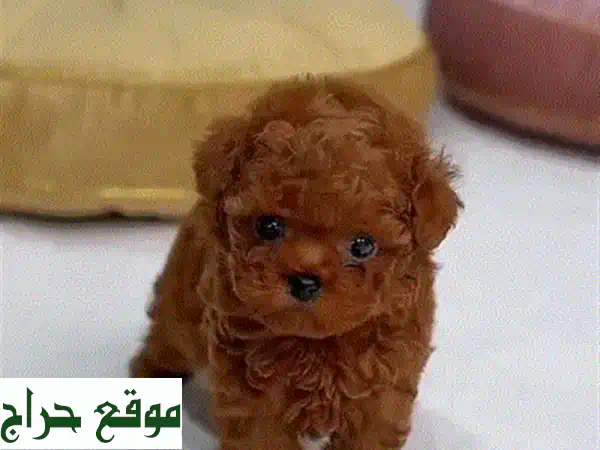 جرو لابرادور رقيق… ينتظر عائلة محبة!