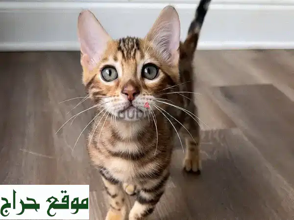 قطط بنغال رائعة للبيع - أصحاب شخصيات مميزة!